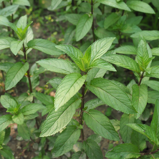 Banana Mint – Sweet Fruity Mint for Desserts