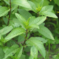 Banana Mint – Sweet Fruity Mint for Desserts