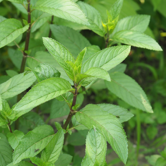 Banana Mint – Sweet Fruity Mint for Desserts