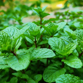 Eucalyptus Mint – Cooling Aromatic Herb