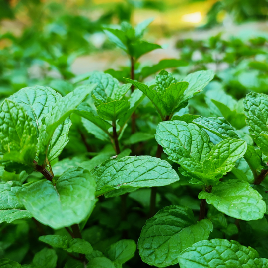 Eucalyptus Mint – Cooling Aromatic Herb
