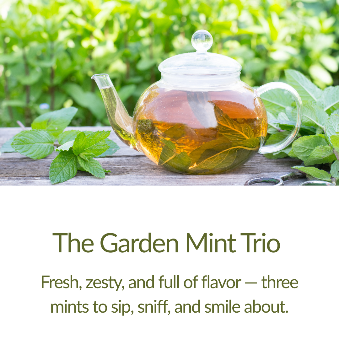 The Garden Mint Trio – Herb Plant Kit