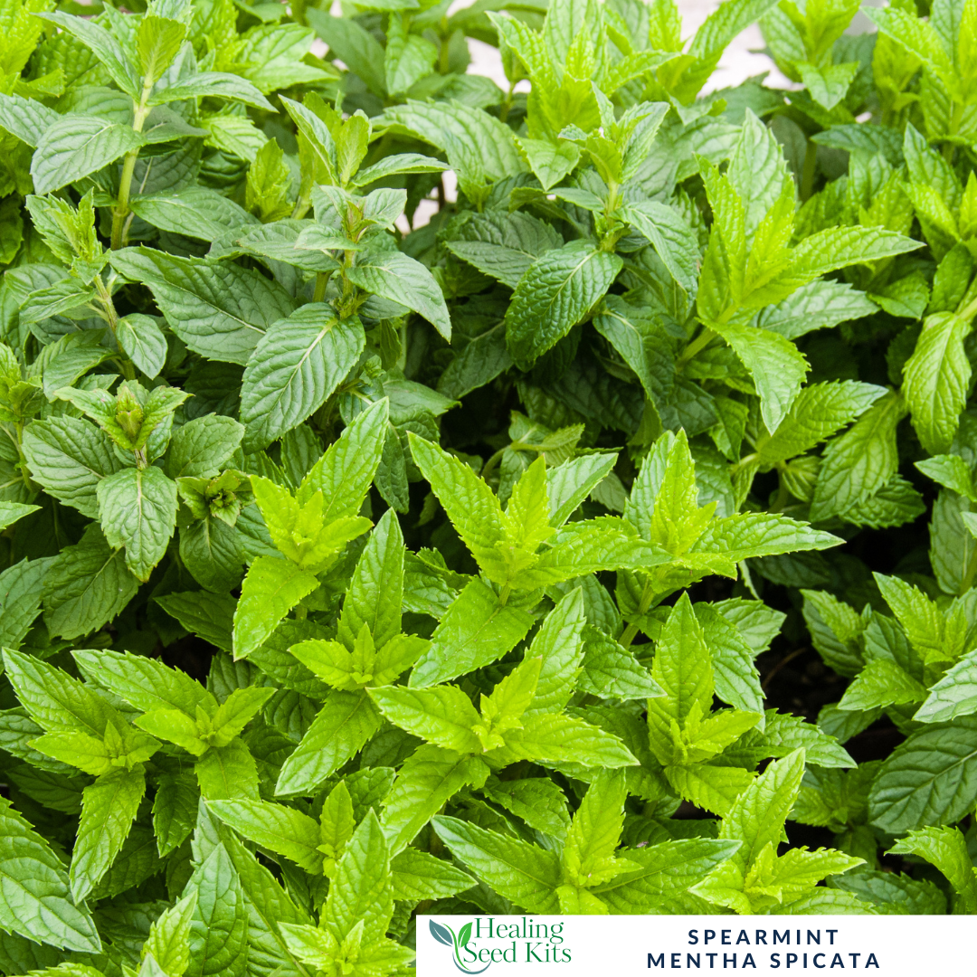 Mint- Spearmint For Cooling Teas & Fresh Culinary Flavour