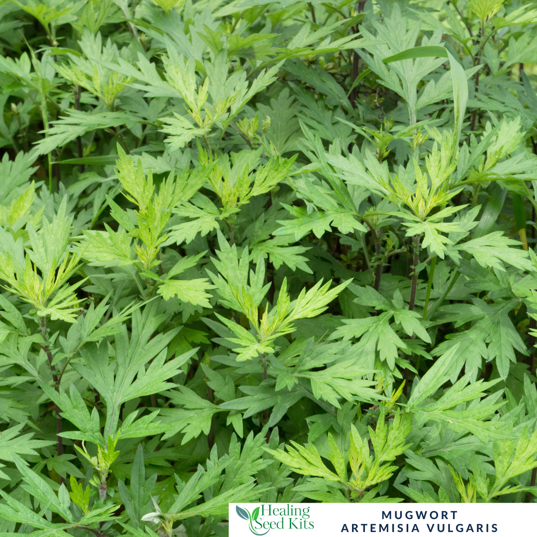 Mugwort - For Digestive Support & Dreamtime Herbal Traditions