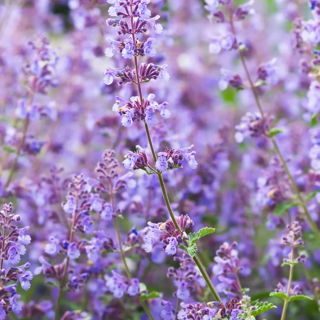 {{Product title}} herb plant | {{Shop name}}