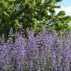 {{Product title}} herb plant | {{Shop name}}