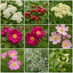 Flowering Hedging Plants – The Living Hedgerow, 9 Bare Root Plants