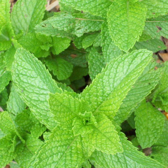 Water Mint – Native Pond & Bog Mint