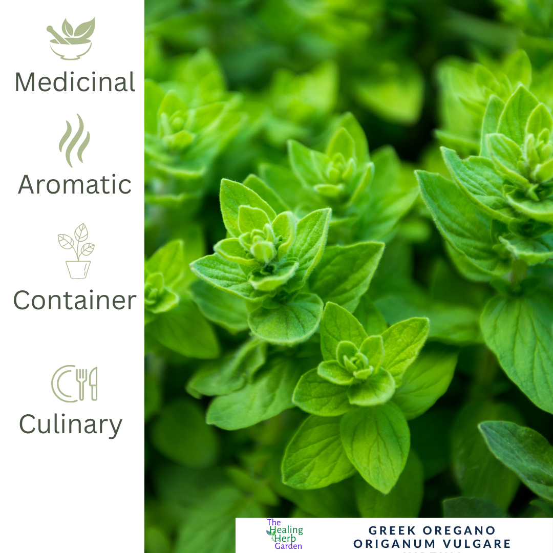 Greek Oregano – For Bold Flavour & Mediterranean Tradition