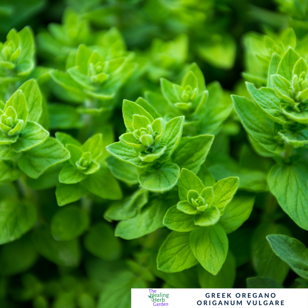 Greek Oregano – For Bold Flavour & Mediterranean Tradition