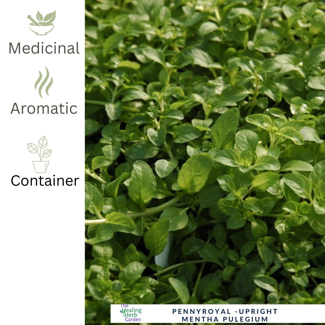 Pennyroyal–Upright-For Traditional Herbal Use & Pollinator Gardens