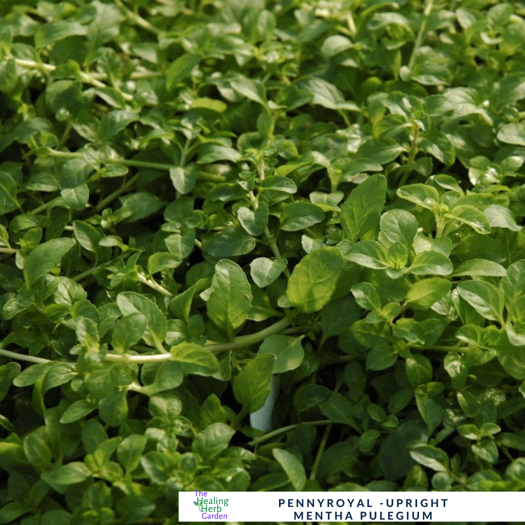 Pennyroyal–Upright-For Traditional Herbal Use & Pollinator Gardens