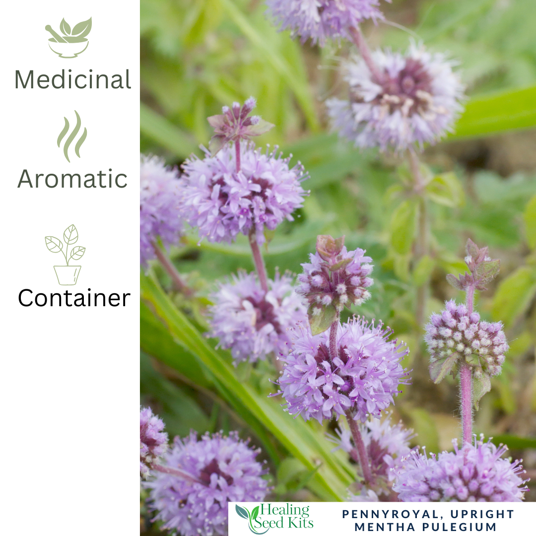 Pennyroyal–Creeping-For Traditional Herbal Use & Pollinator Gardens