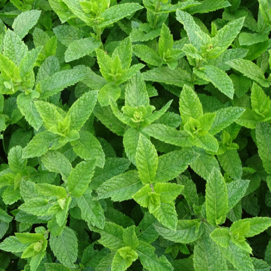 Peppermint – Classic Cooling Mint for Fresh Tea