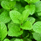 Peppermint – Classic Cooling Mint for Fresh Tea