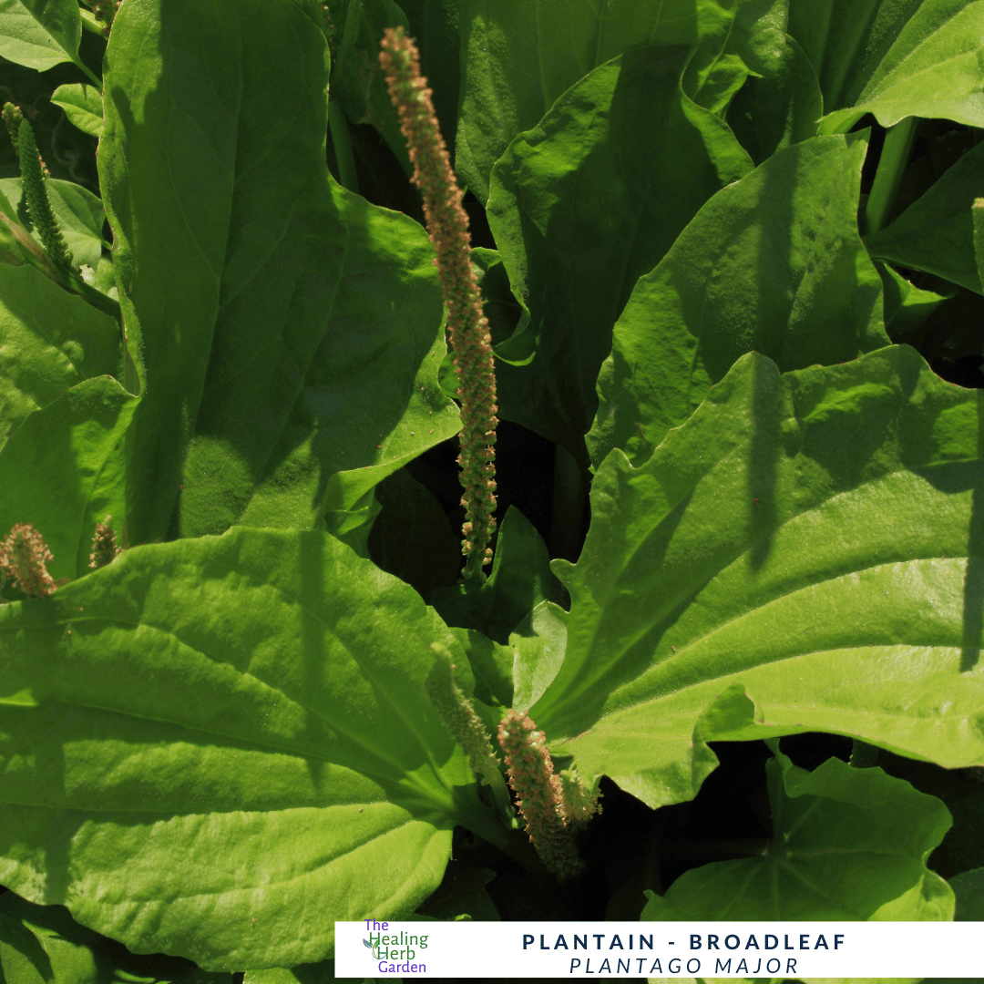 Plantain Major – For Skin Relief & Pollinator-Friendly Groundcover