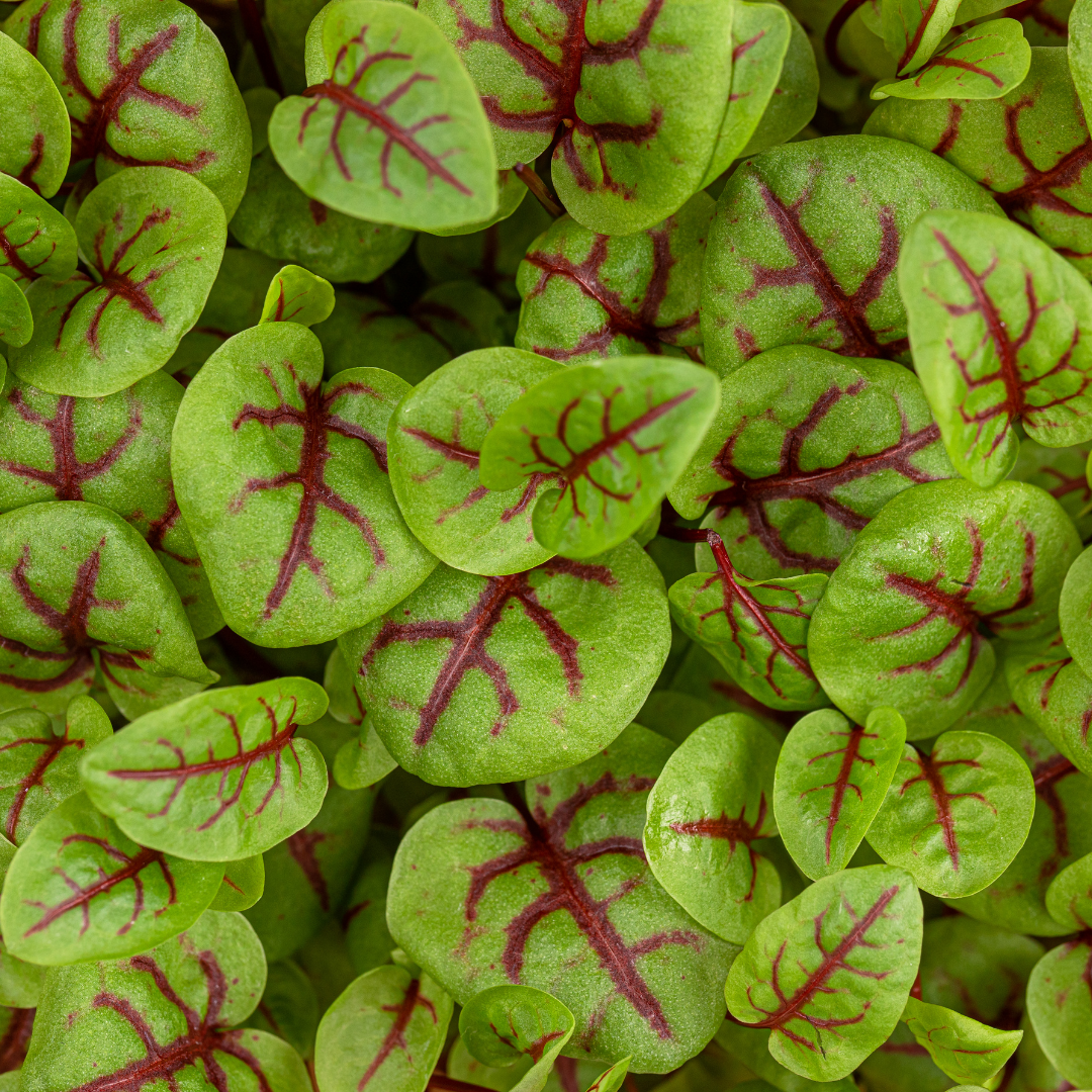 Red Vein Sorrel – For Vibrant Edible Colour