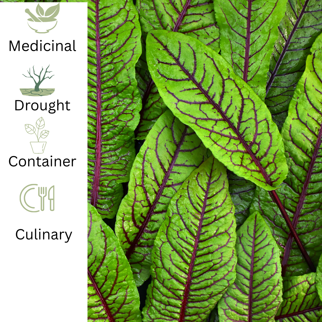 Red Vein Sorrel – For Vibrant Edible Colour