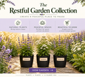 The Evening Garden Collection – 3 Traditional Herb Plants UK