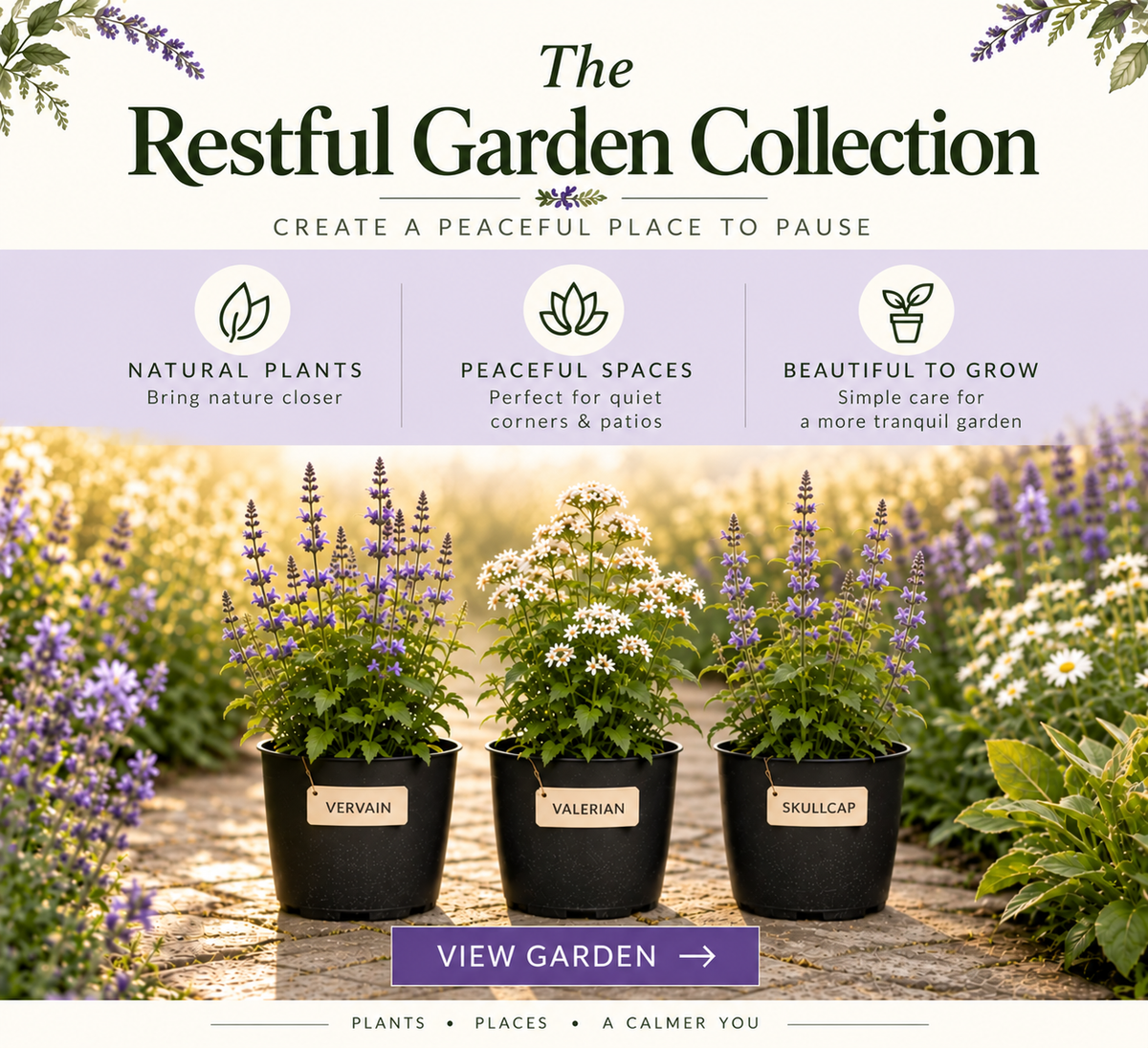 The Evening Garden Collection – 3 Traditional Herb Plants UK