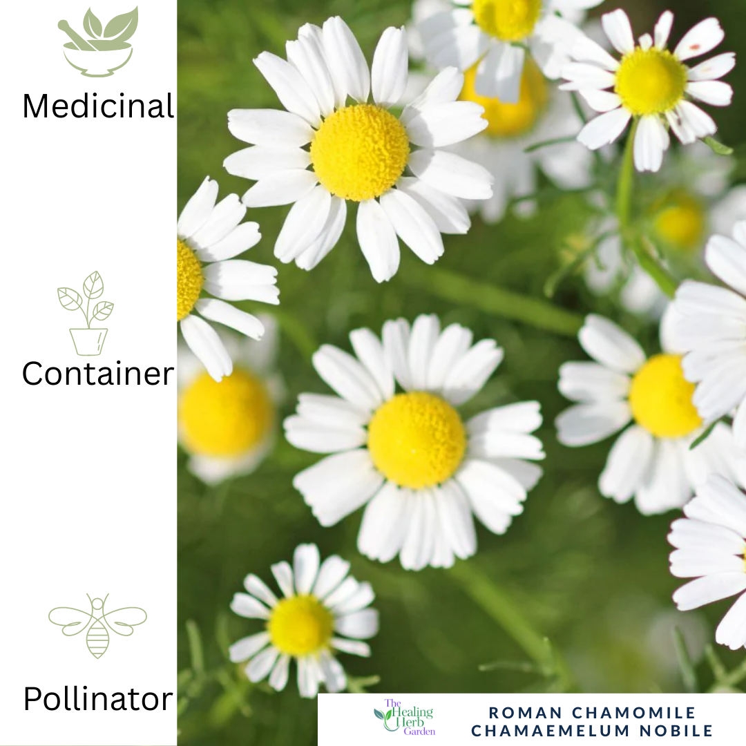 Roman Chamomile – For Calm & Fragrant Pollinator-Friendly Groundcover