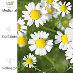 Roman Chamomile – For Calm & Fragrant Pollinator - Friendly Groundcover - The Healing Herb Garden