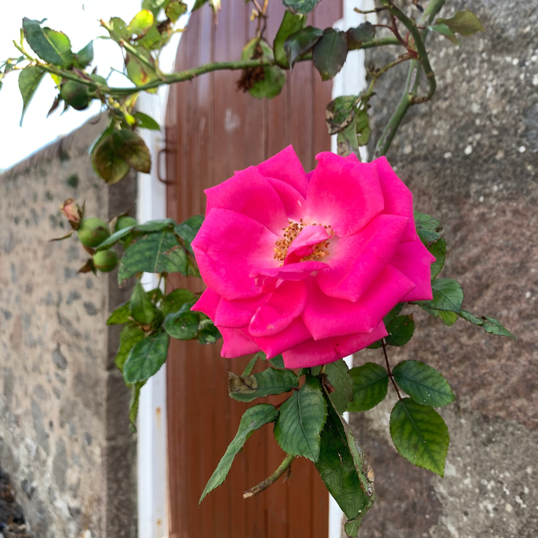 Apothecary Rose Bare Root Plant (Rosa gallica var. officinalis)