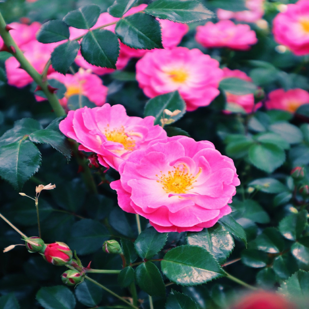 Apothecary Rose Bare Root Plant (Rosa gallica var. officinalis)