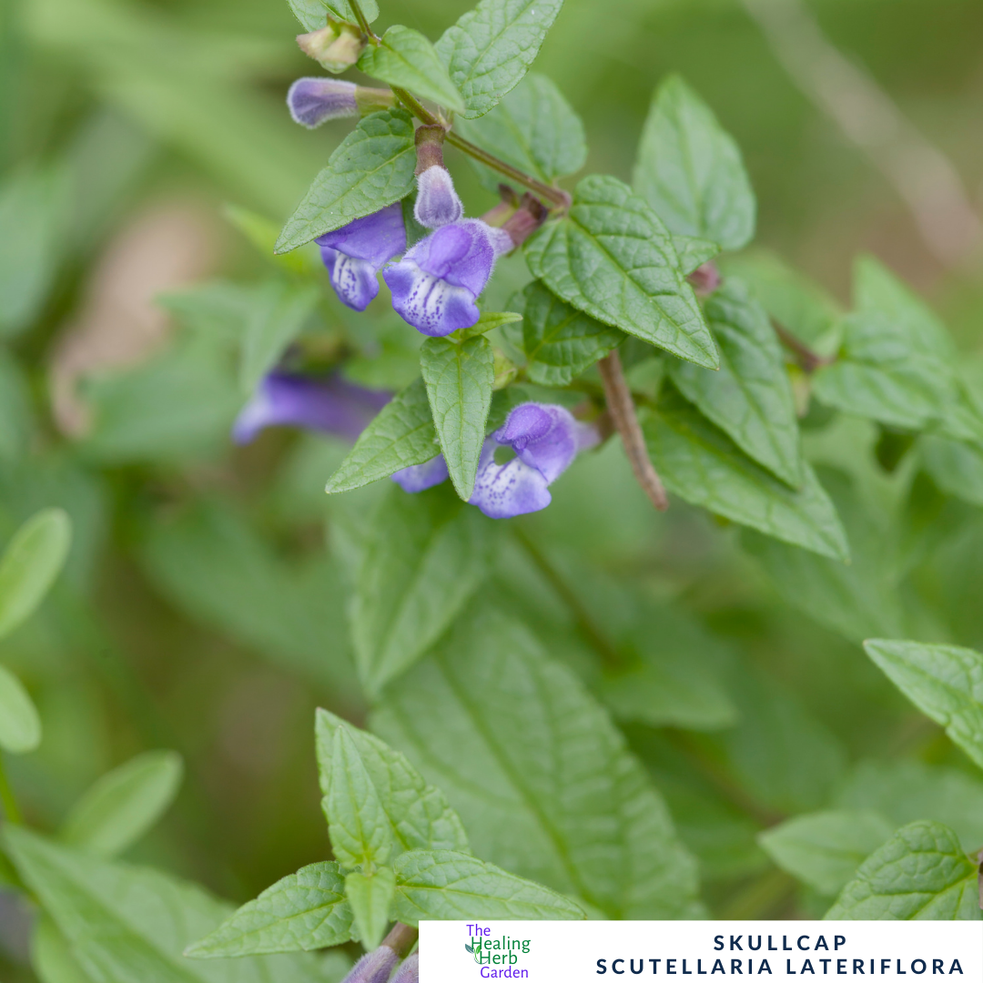American Skullcap – For Relaxation & Nervous System Support