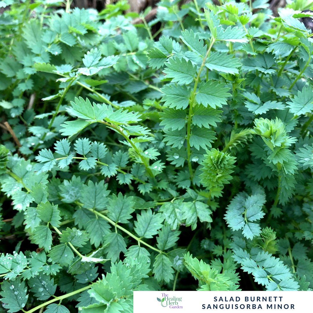 Salad Burnet – For Digestive Wellness & Fresh Cucumber Flavour