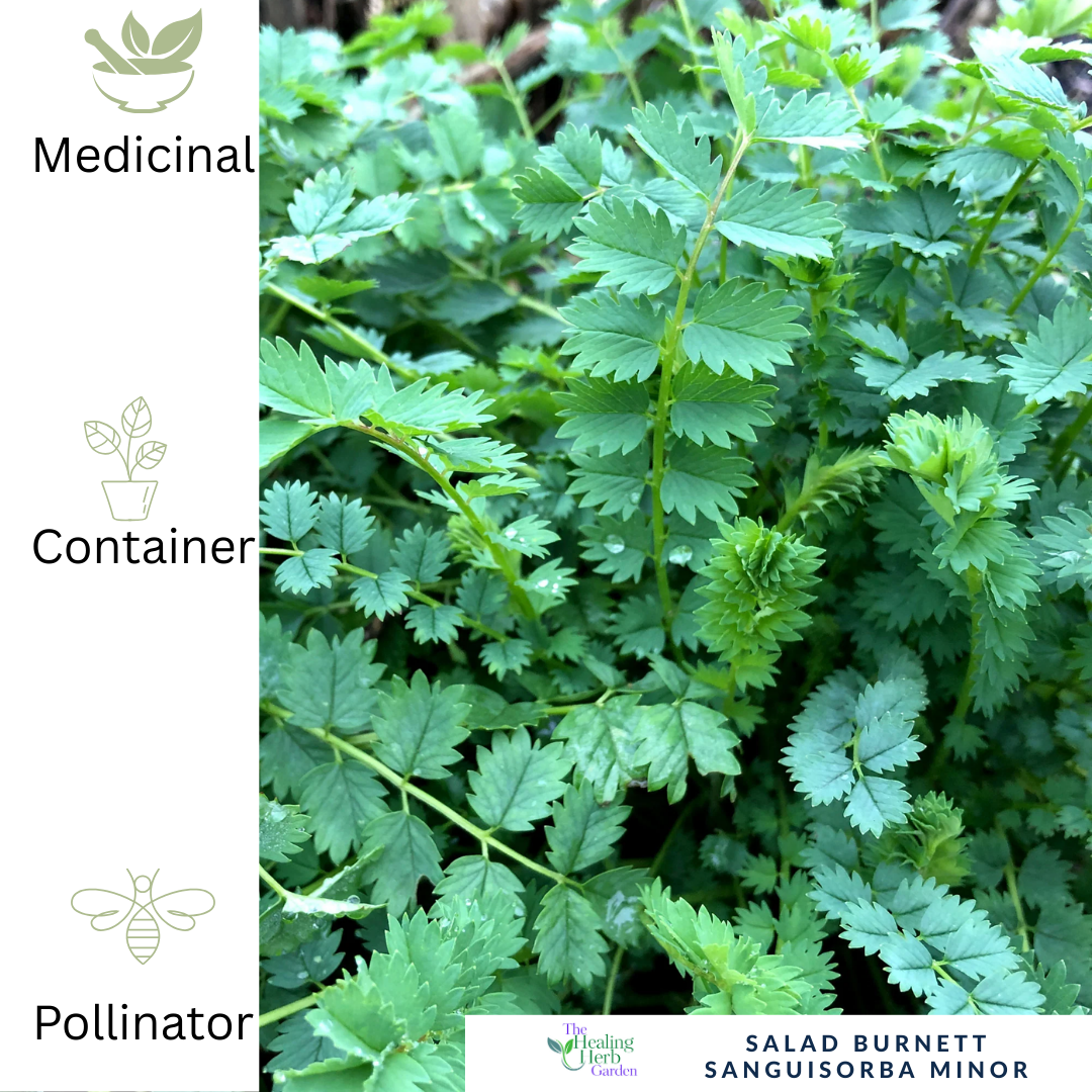 Salad Burnet – For Digestive Wellness & Fresh Cucumber Flavour