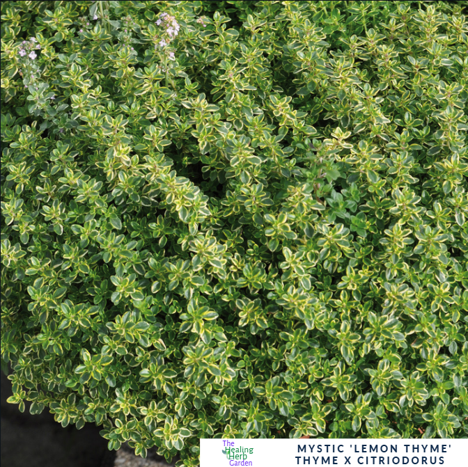 Thyme – Mystic Lemon – Zesty Culinary Flavour