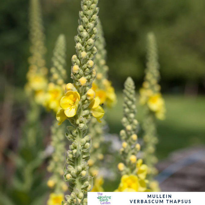 Mullein – For Respiratory Wellness & Striking Summer Spires