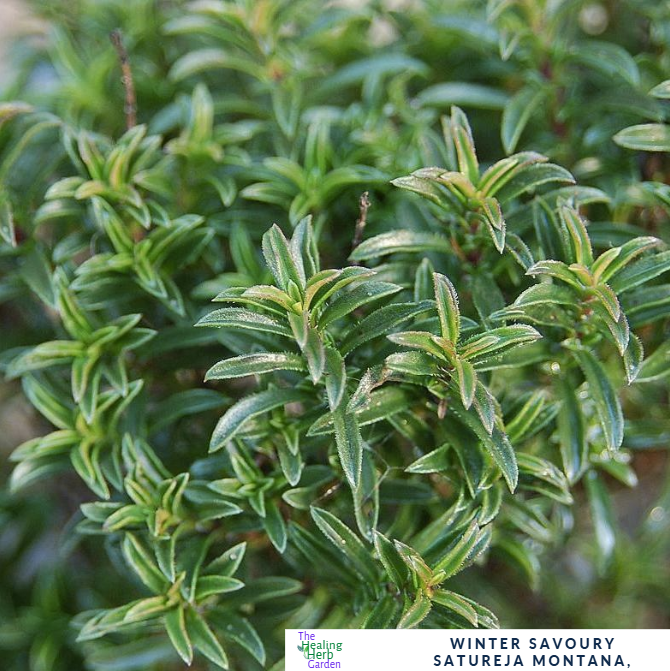 Winter Savoury – For Hardy Culinary Flavour
