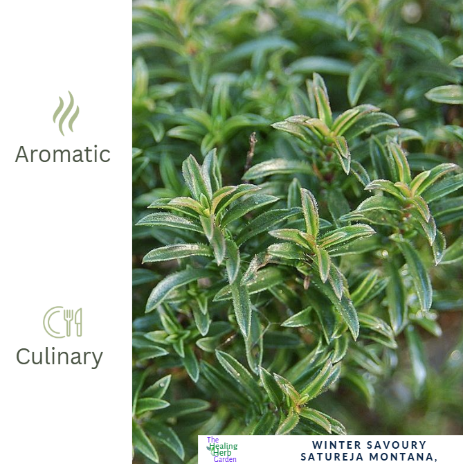 Winter Savoury – For Hardy Culinary Flavour