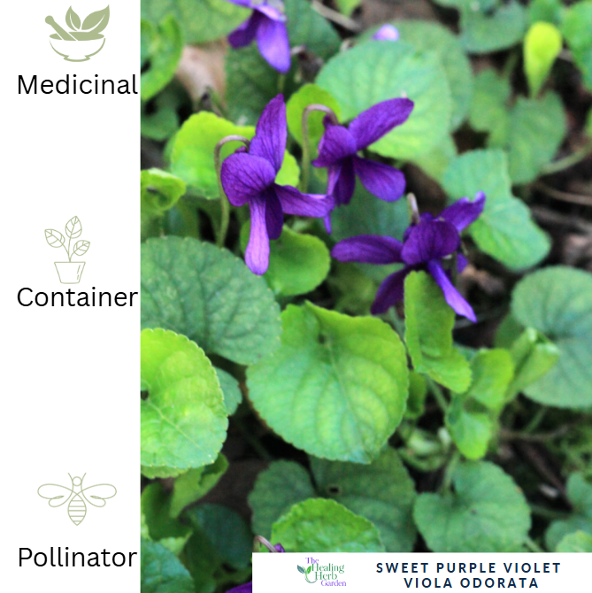Sweet Purple Violet – For Gentle Healing & Fragrant Spring Colour