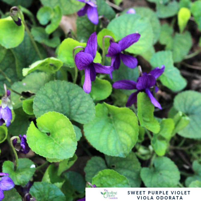 Sweet Purple Violet – For Gentle Healing & Fragrant Spring Colour