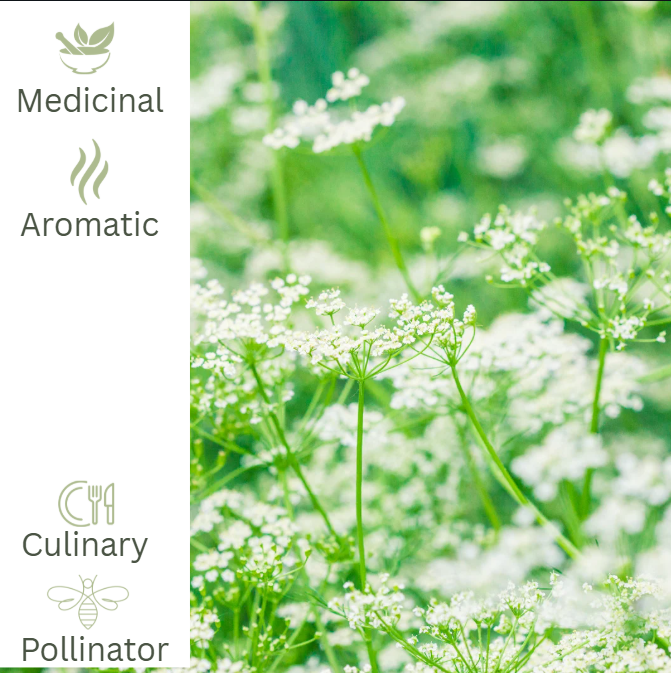 Caraway – For Digestive Support & Culinary Tradition