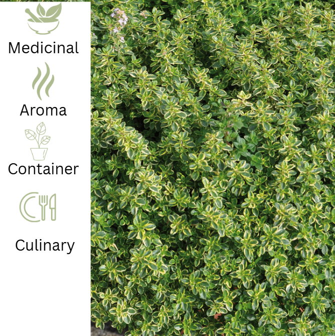 Thyme – Mystic Lemon – Zesty Culinary Flavour