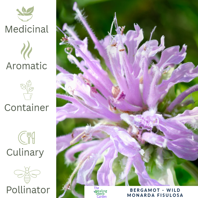 Bergamot – For Relaxation & Pollinator-Friendly Colour
