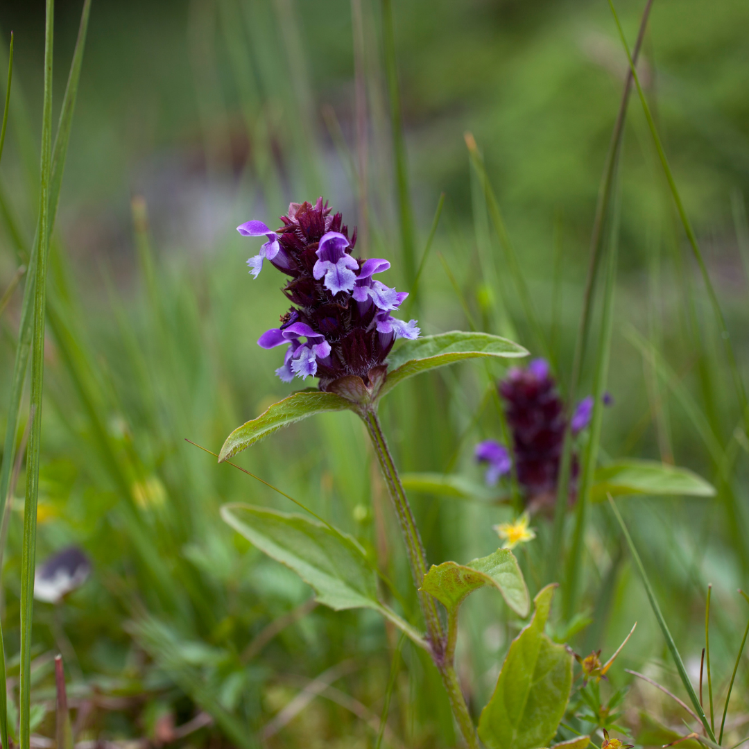 Self Heal Plant - Healing Garden Essential