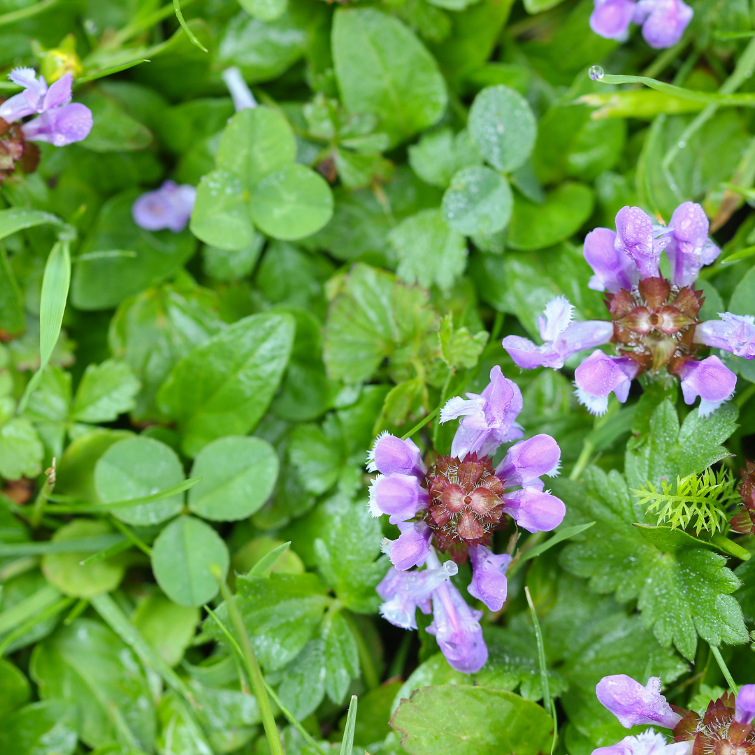 Self Heal Plant - Healing Garden Essential