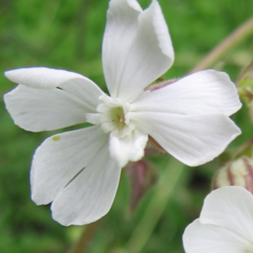 White Campion Plant - Graceful Native Wildflower