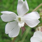White Campion Plant - Graceful Native Wildflower