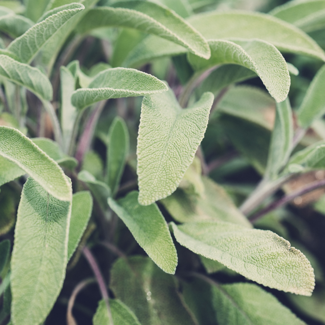 Culinary Herb Plants UK - Choose Your Own Fresh Herbs