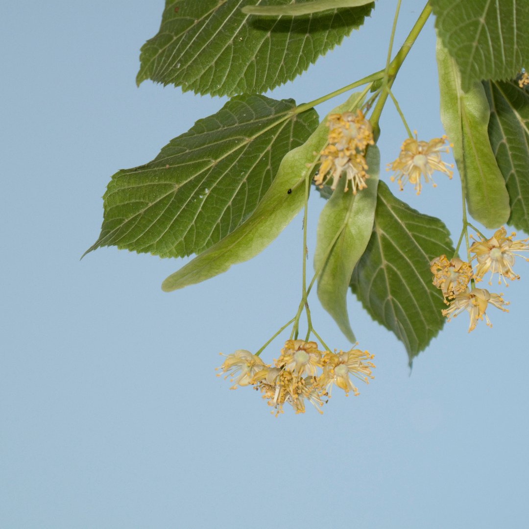 Small-Leaved Lime Tree Bare Root Plant (Tilia cordata)
