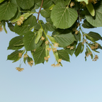 Small-Leaved Lime Tree Bare Root Plant (Tilia cordata)
