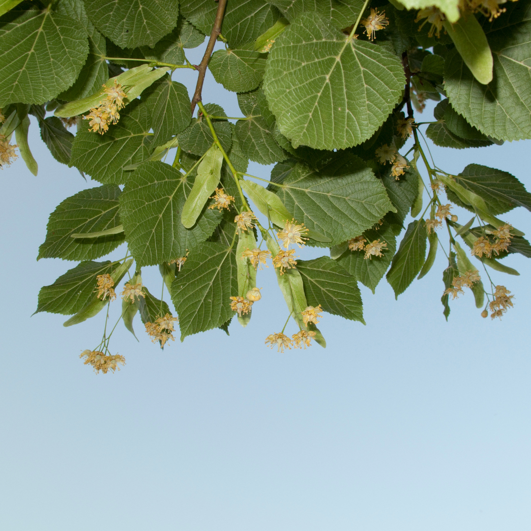 Small-Leaved Lime Tree Bare Root Plant (Tilia cordata)