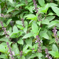 Spice Basil – Compact Aromatic Culinary Herb