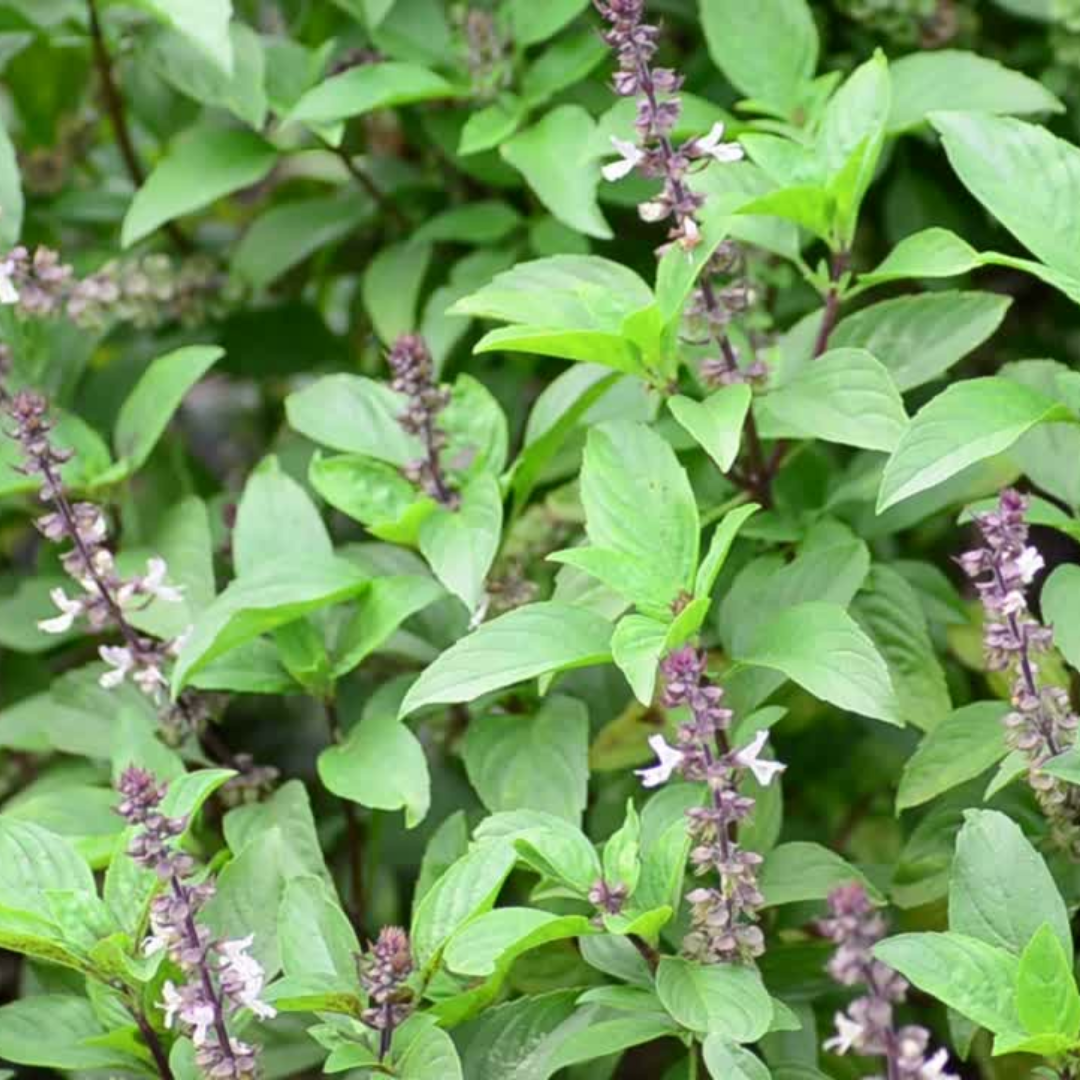 Spice Basil – Compact Aromatic Culinary Herb